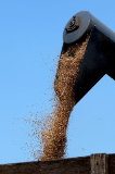 Брянские фермеры открыли секрет невероятной урожайности